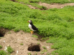 Puffin Skomer